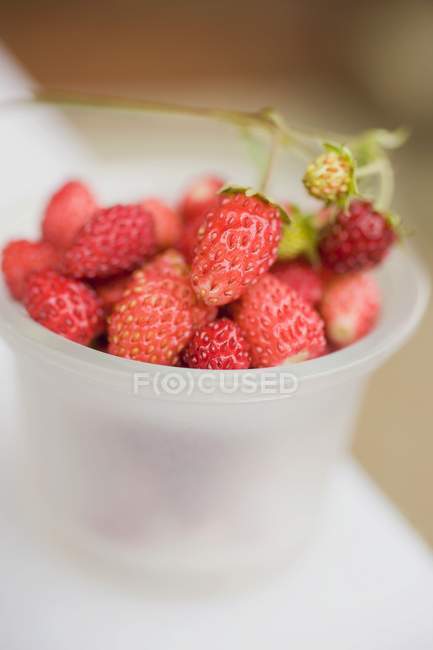 Fresas silvestres frescas recogidas - foto de stock