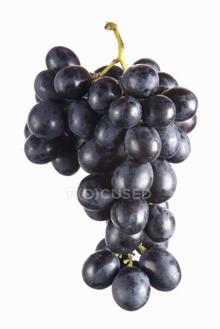 Пучок чорного винограду — стокове фото