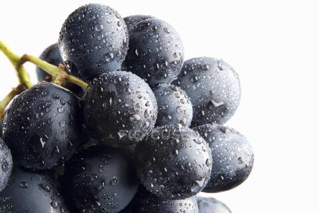 Racimo de uvas negras con gotas de agua - foto de stock