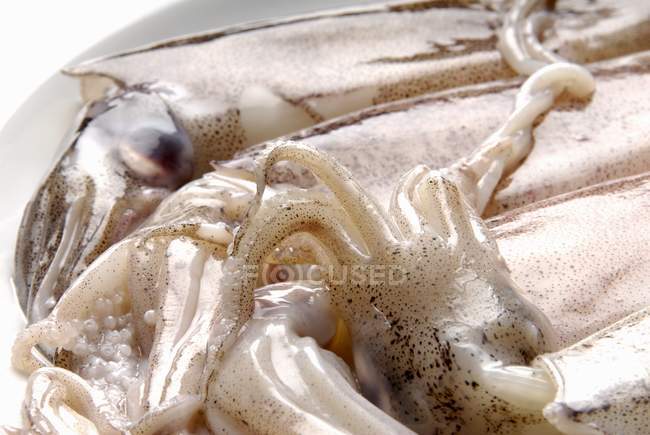 Calamares frescos en el plato - foto de stock