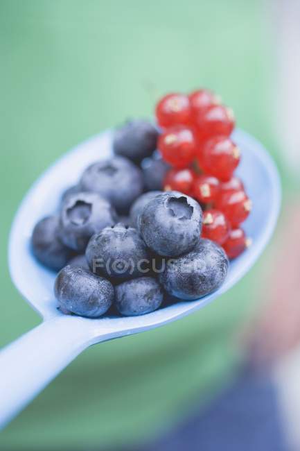 Fresh ripe blueberries and redcurrants — Stock Photo