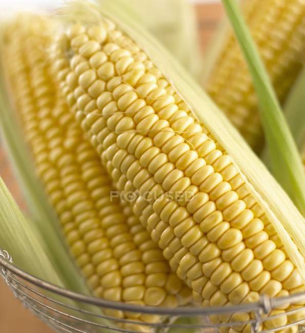 Свежая кукуруза на початке — стоковое фото