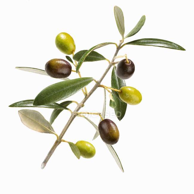 Ветви с разноцветными оливками — стоковое фото
