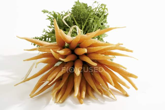 Bunch of baby carrots — Stock Photo