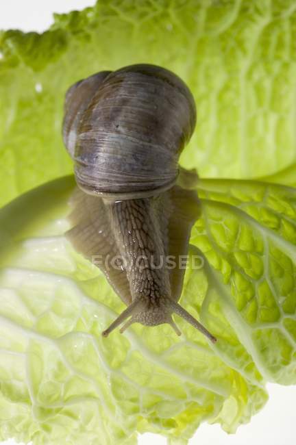 Snail on lettuce leaf — Stock Photo