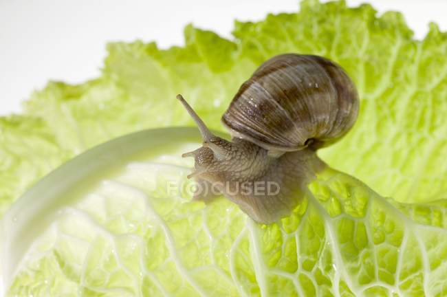Schnecke auf Salatblatt — Stockfoto