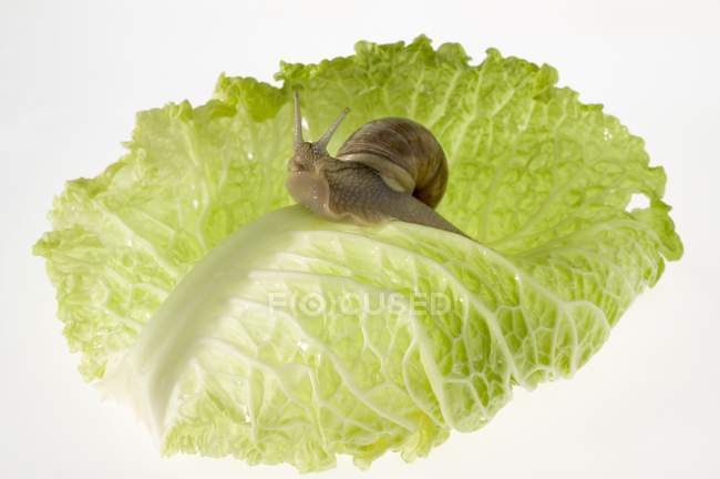 Schnecke auf Salatblatt — Stockfoto