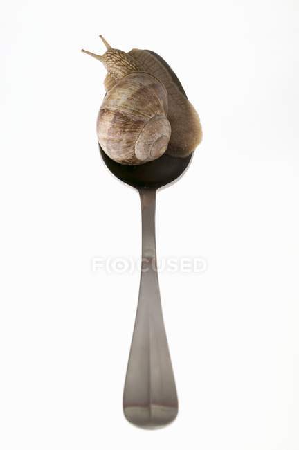 Closeup view of one live snail crawling on spoon — Stock Photo