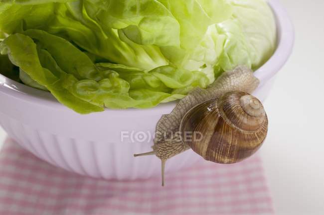 Live snail on lettuce — Stock Photo