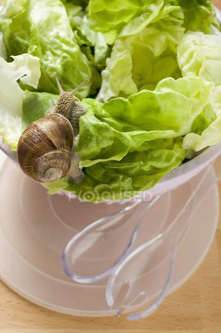 Snail on lettuce in bowl — Stock Photo