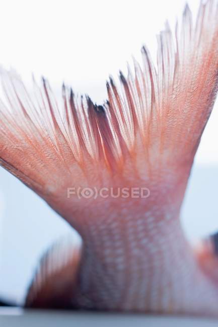 Tail of raw red snapper — Stock Photo