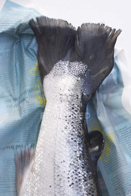 Cola de trucha de salmón cruda sin cocer - foto de stock