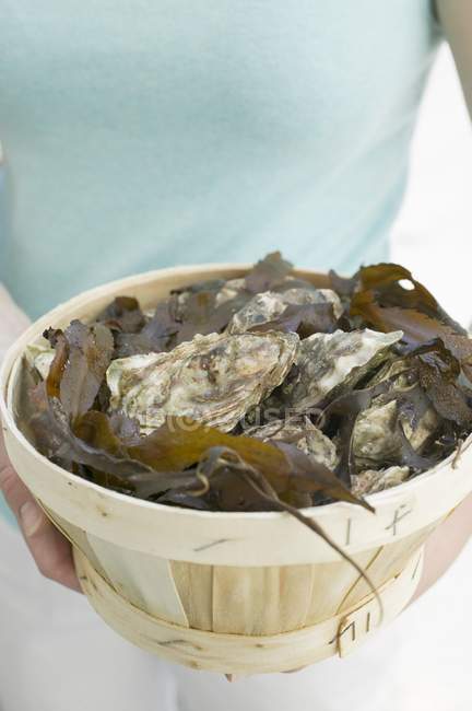 Cesta llena de ostras frescas - foto de stock