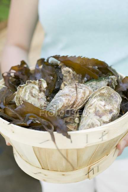 Cesta cheia de ostras frescas — Fotografia de Stock