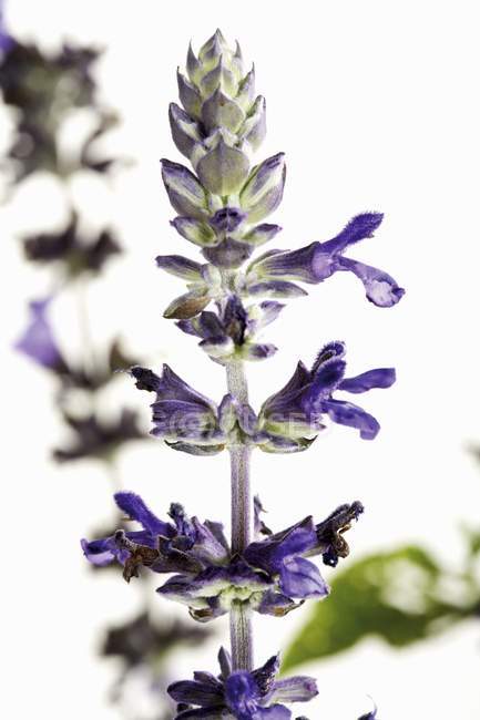 Vue rapprochée de fleurs pourpres de Salvia speciosa — Photo de stock