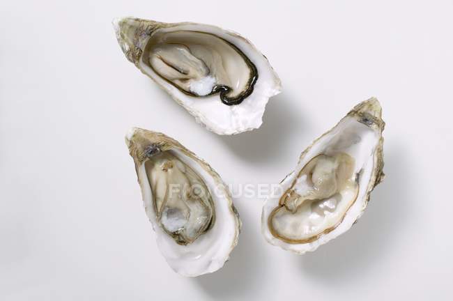 Fresh oysters, opened — Stock Photo