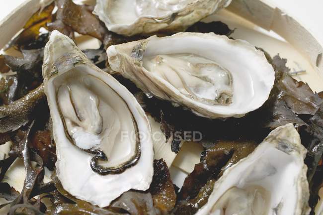 Frische Austern, geöffnet, auf Algen — Stockfoto