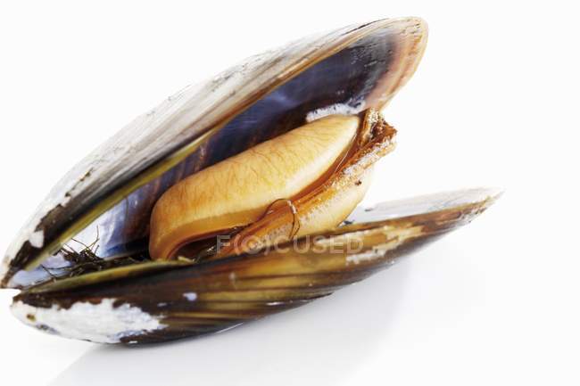 Boiled open mussel — Stock Photo