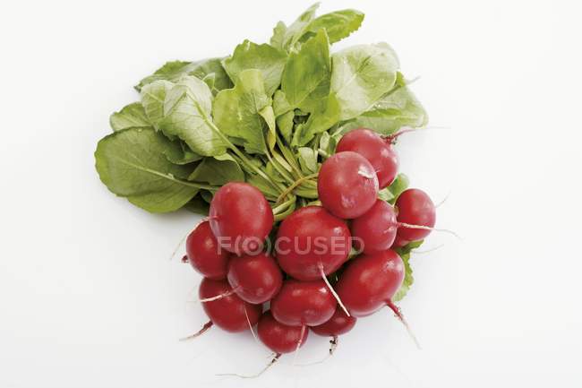 Bunch of fresh picked radishes — Stock Photo