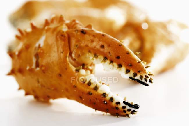 Closeup view of thorny crab claw on white surface — Stock Photo