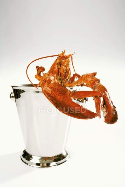 Lobster in champagne cooler — Stock Photo