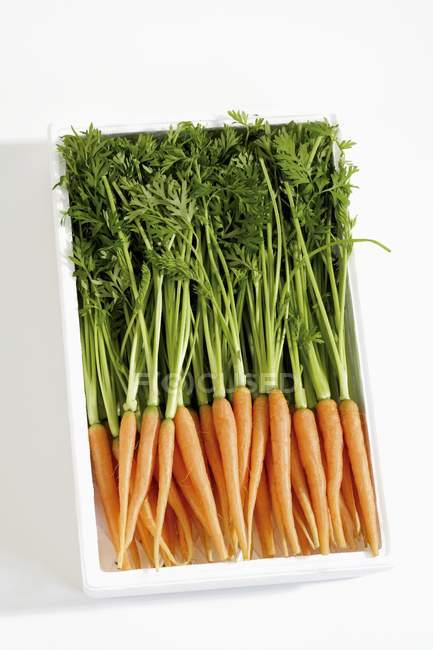 Cenouras frescas colhidas com talos — Fotografia de Stock