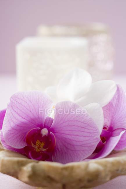 Closeup view of orchid flowers in dish with windlight in background — Stock Photo