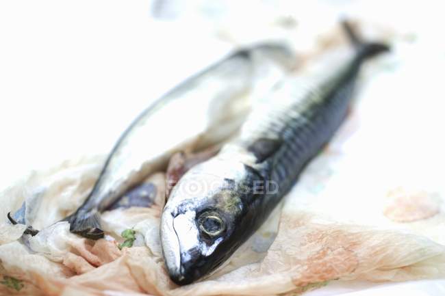 Fresh whole mackerel — Stock Photo