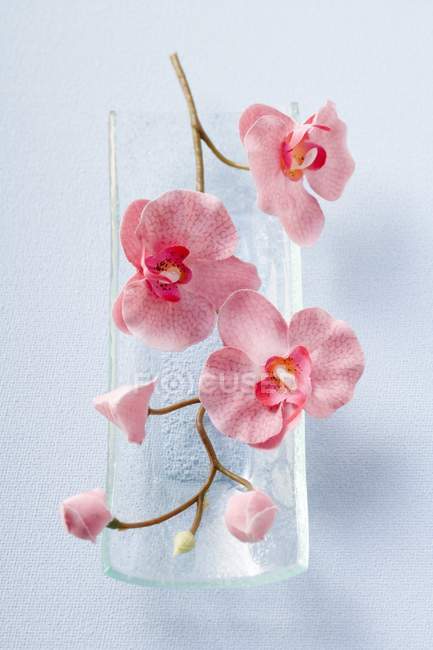 Vue du dessus de la tige avec des orchidées roses sur un plat en verre — Photo de stock