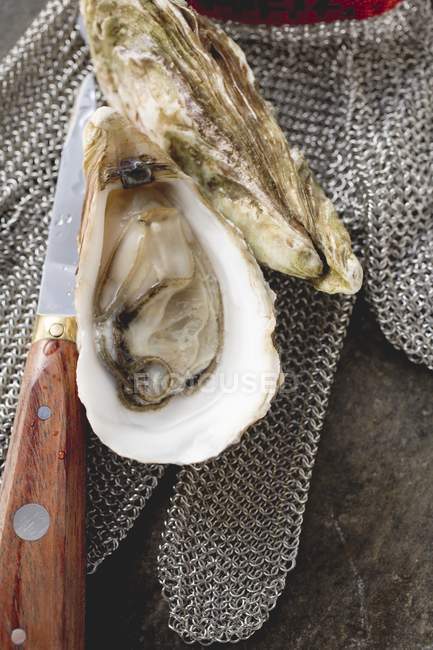 Fresh oysters, oyster glove and knife — Stock Photo