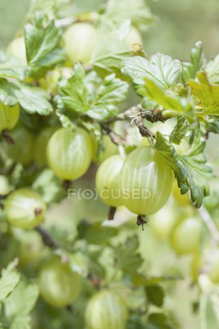 Fresh gooseberries with green leaves — Stock Photo