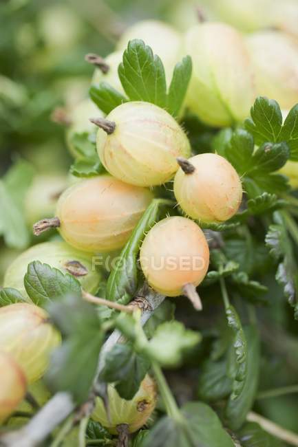 Fresh gooseberries with green leaves — Stock Photo