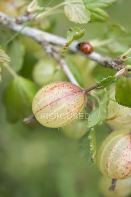 Uva spina fresca con foglie verdi — Foto stock