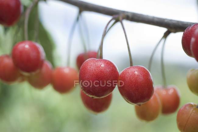 Fresh ripe Cherries — Stock Photo