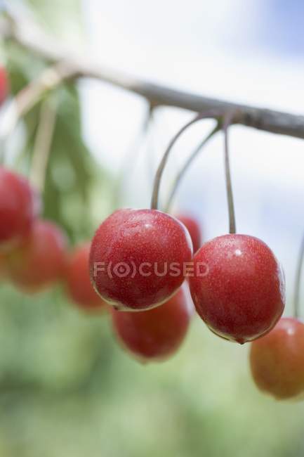 Свежие спелые вишни — стоковое фото