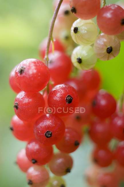 Groseilles rouges sur le buisson — Photo de stock