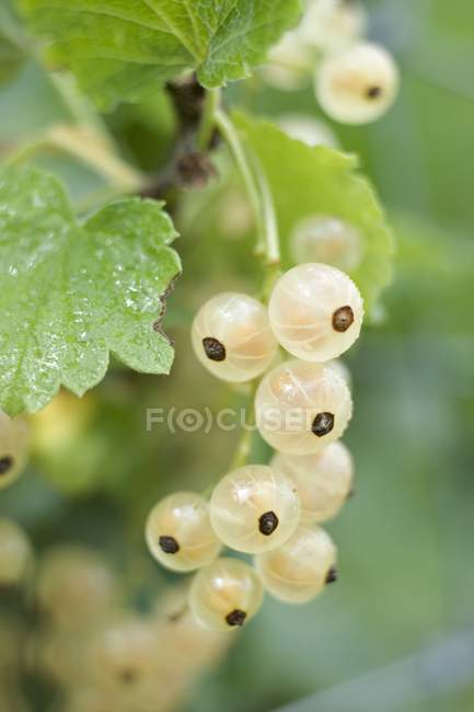 White currants on bush — Stock Photo