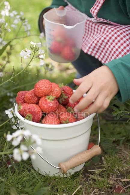 Child with bucket of strawberries — Stock Photo