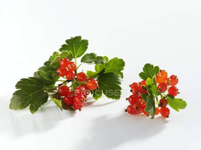 Grosellas rojas maduras frescas con hojas - foto de stock
