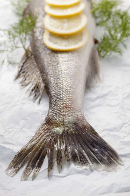 Pesce fresco con limone a fette e aneto — Foto stock