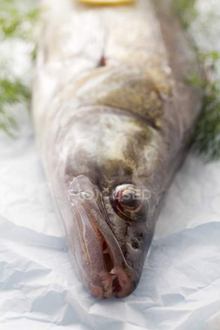Testa di pesce crudo — Foto stock