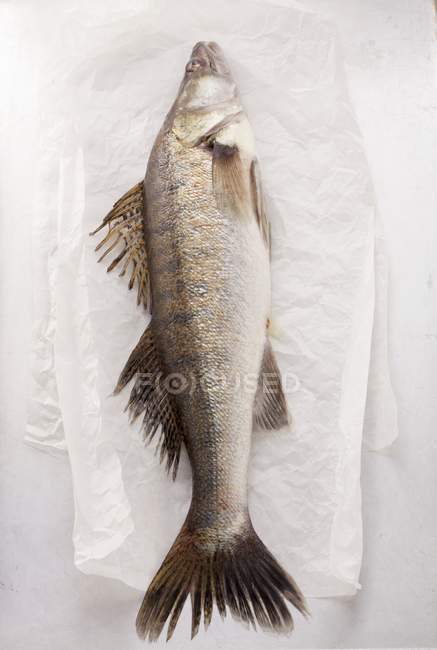 Свежая рыба на пергаментной бумаге — стоковое фото