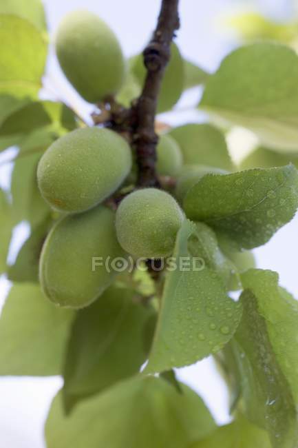 Closeup view of green almonds on tree branch — Stock Photo