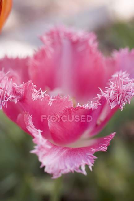 Primo piano vista di un tulipano rosa — Foto stock