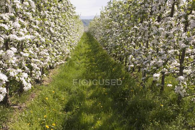 Vista close-up de árvores de maçã jovens em flor — Fotografia de Stock
