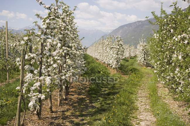 Young apple trees in blossom outdoors during daytime — Stock Photo