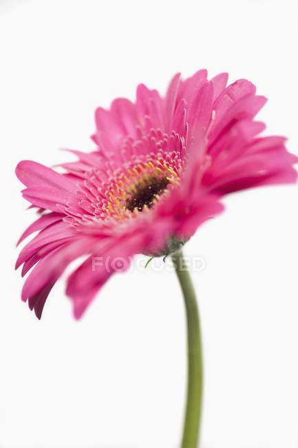 Vue rapprochée de la fleur de gerbera rose sur fond blanc — Photo de stock