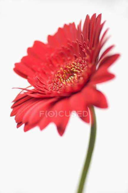 Vista de cerca de la flor de gerberas rojas sobre fondo blanco - foto de stock