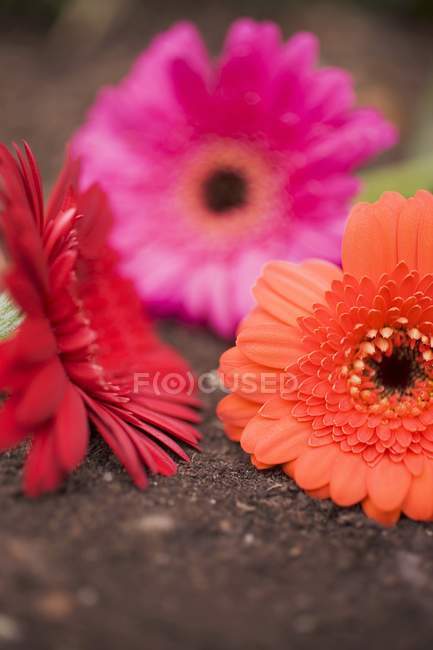 Closeup view of red, pink and orange cut gerberas on ground — Stock Photo