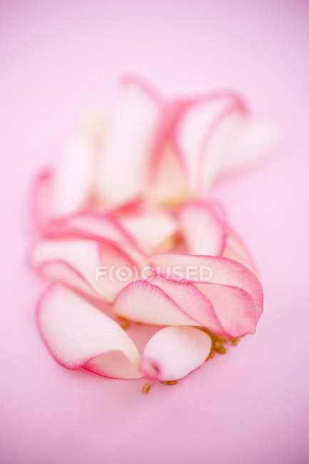 Vue rapprochée des pétales de rose sur la surface rose — Photo de stock